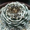 Lophophora_williamsii_4